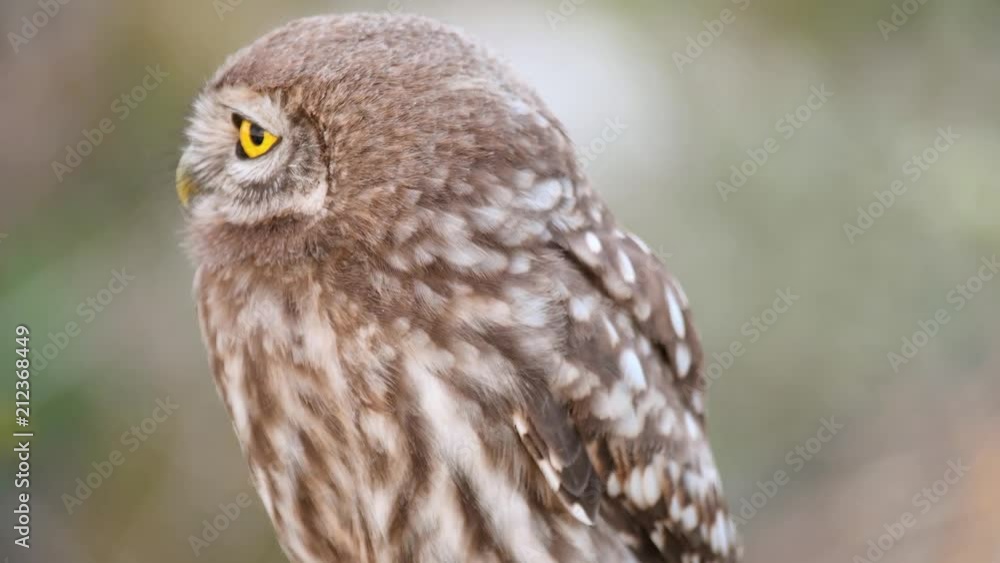 young Little owl (Athene noctua) looks around. Close Up. young Little owl (Athene noctua) looks around. Close Up.
