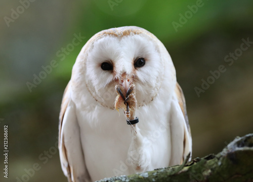 Close up of a Barn Owl enjoying a meal