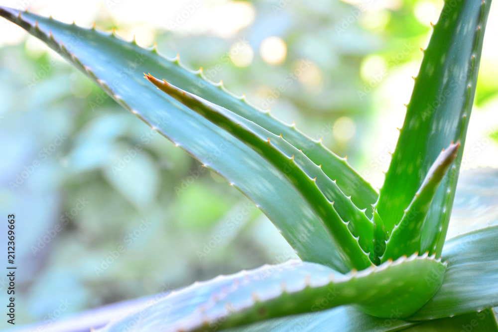 Fototapeta premium aloe vera plant