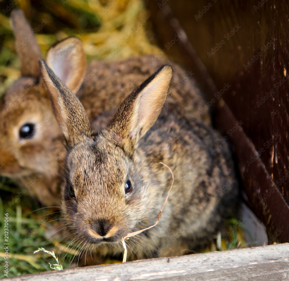 Junge kaninchen im Stall