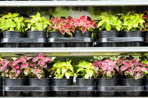 Different flowers in flowers market.