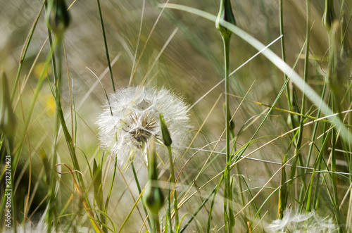Long Grass Background with Dandelion