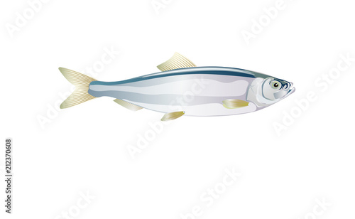 Vector herring. Shad baltic, fish for design seafood packaging and market illustration