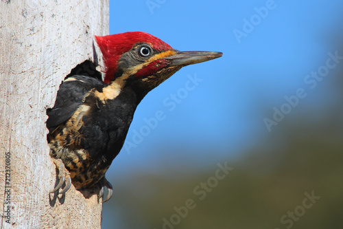 Male Lineated Woodpecker inside the Nest (Dryocopus lineatus) photo