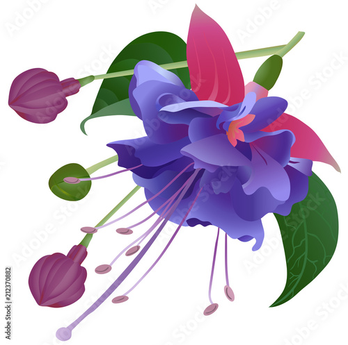 fuchsia