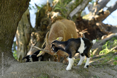 Hausziege (Capra aegagrus hircus) mit Jungtieren - domestic goat  photo