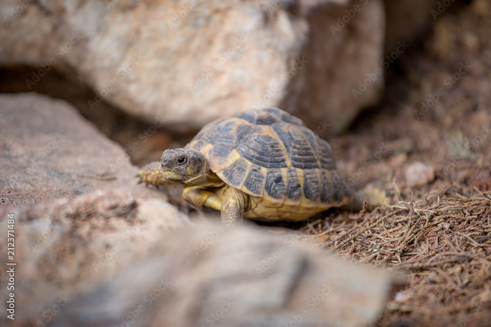 Tortue de terre sur des rochers Tortue de terre sur des rochers