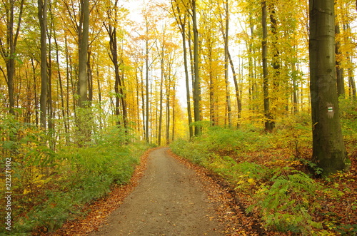 Autumn forest