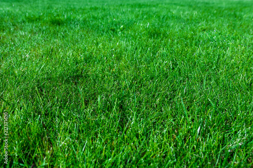 Green abstract background - natural grass lawn in close-up ( high details)