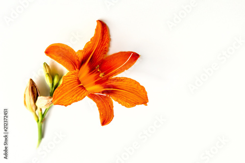 orange lily flower, bud bloom, white background