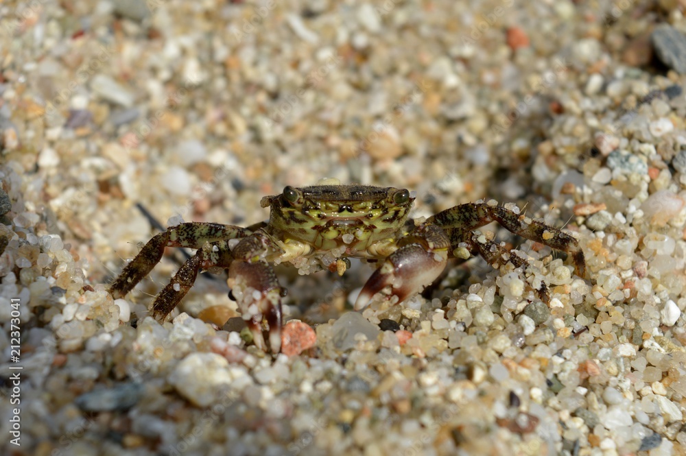 crab in the sand
