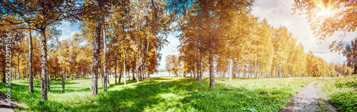 Autumn park panorama