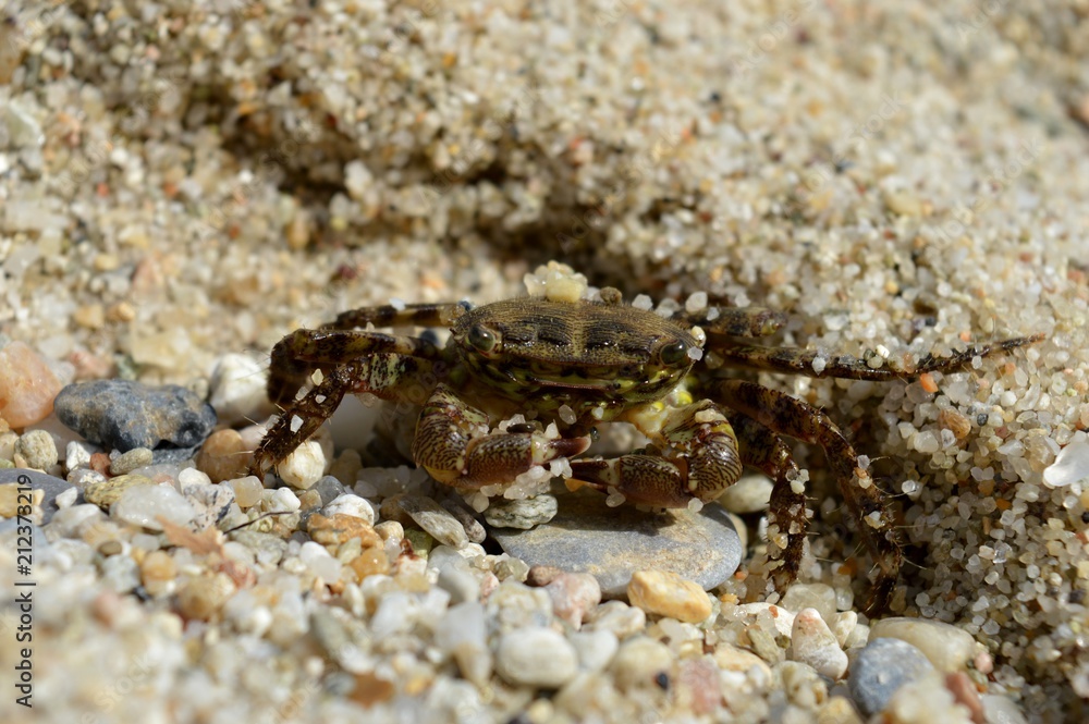 crab in the sand
