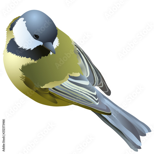 bird titmouse on a white background