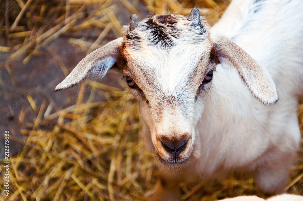 Obraz premium young goat close-up