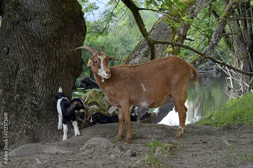 Hausziege (Capra aegagrus hircus) mit Jungtieren - domestic goat  photo