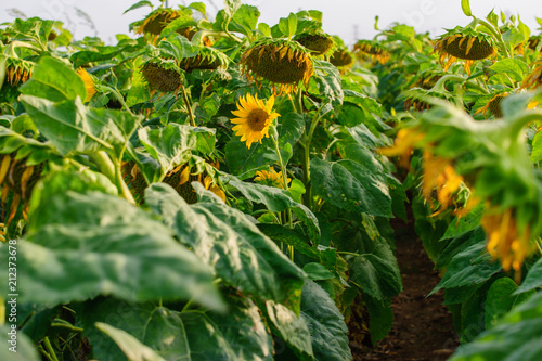 Blossoiming sunflower feild with large yellow flowers lit by sunset light. photo