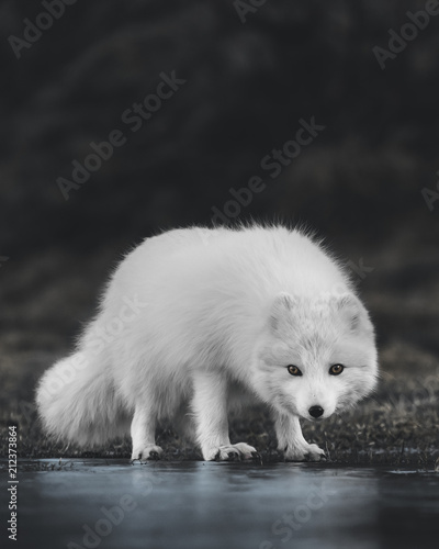 Arctic fox. photo