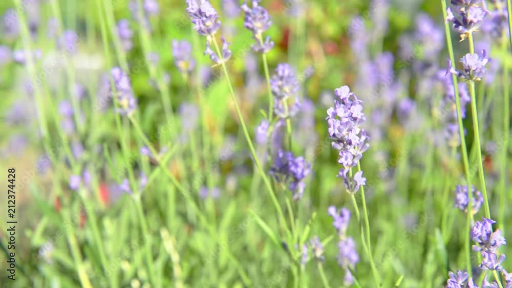 Lavender violet flowers shake at wind on field. Zoom out from macro to wide angle Lavender violet flowers shake at wind on field. Zoom out from macro to wide angle