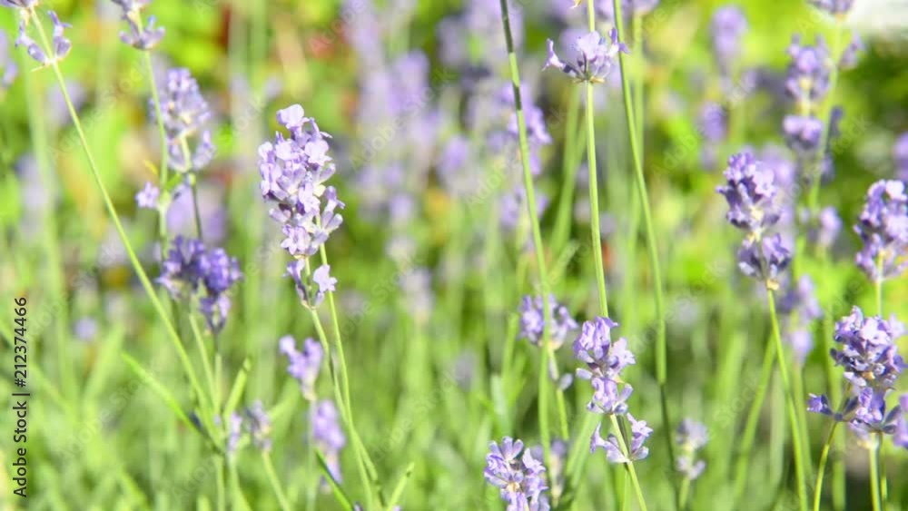 Lavender violet flowers shake at wind on field. Zoom out from macro to wide angle Lavender violet flowers shake at wind on field. Zoom out from macro to wide angle