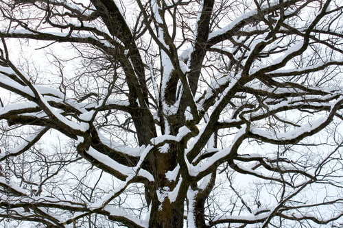 Mighty tree trunk with large branches completely covered in fresh winter snow on cold foggy winter day