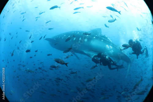 Unedited scuba divers with whale shark in galapagos, darwin island