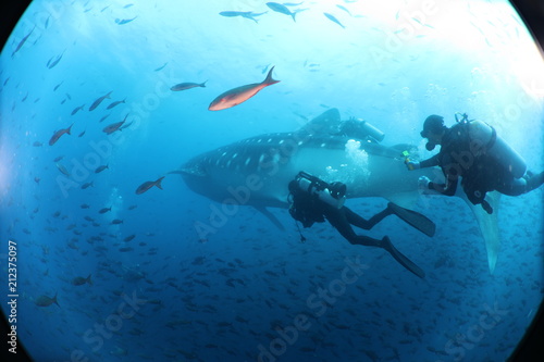 Unedited scuba divers with whale shark in galapagos, darwin island © Lindsey