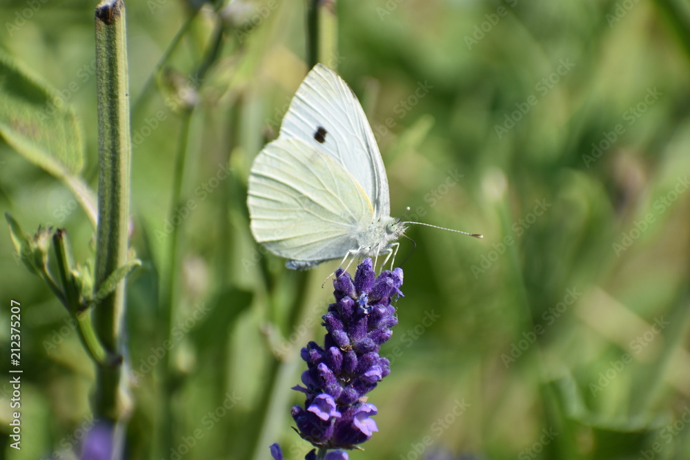 A beautiful white brimstone butterfly on a colorful lavender blossom A beautiful white brimstone butterfly on a colorful lavender blossom
