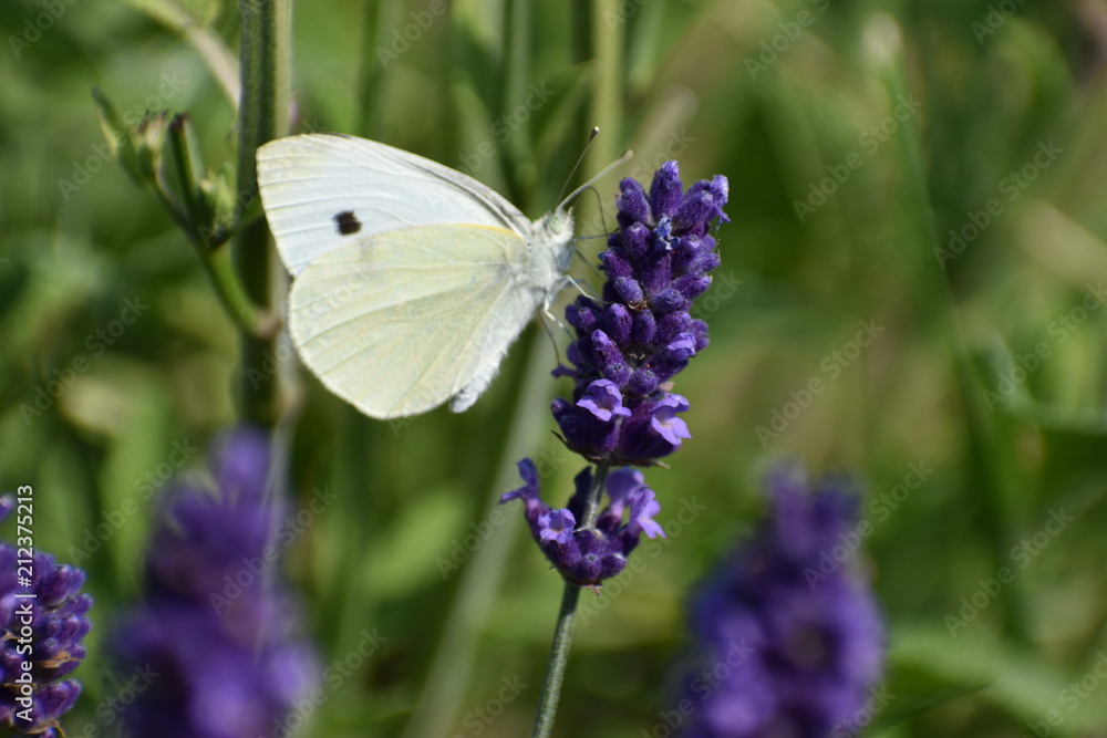 A beautiful white brimstone butterfly on a colorful lavender blossom A beautiful white brimstone butterfly on a colorful lavender blossom