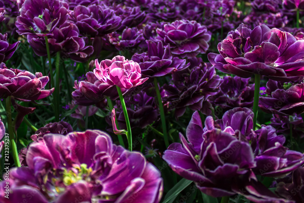Tulips are large in the garden, shine in the sun, a rare variety. Bright saturated color