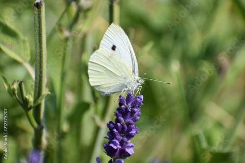 A beautiful white brimstone butterfly on a colorful lavender blossom