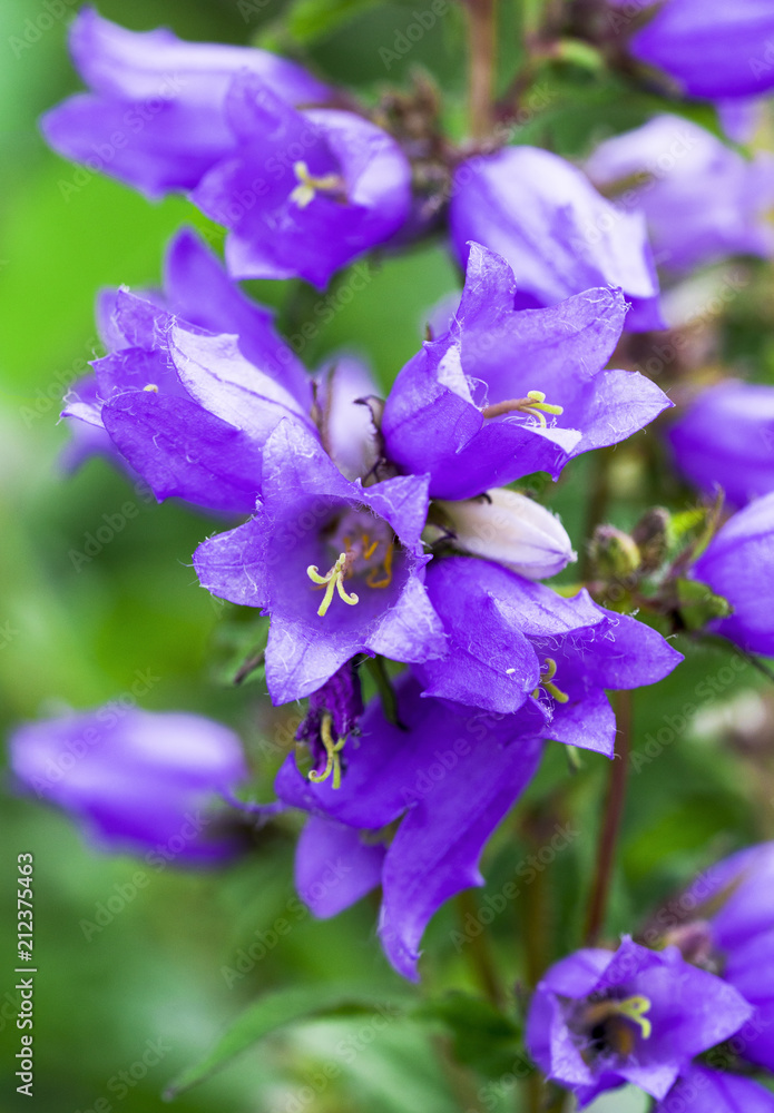 Blue bell-shaped flowers, wood hyacinths, in a tangle of green grass bloom in the spring. Blue bell-shaped flowers, wood hyacinths, in a tangle of green grass bloom in the spring.