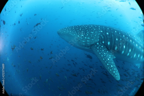 Huge Pregnant Female Whale Shark from Galapagos Islands