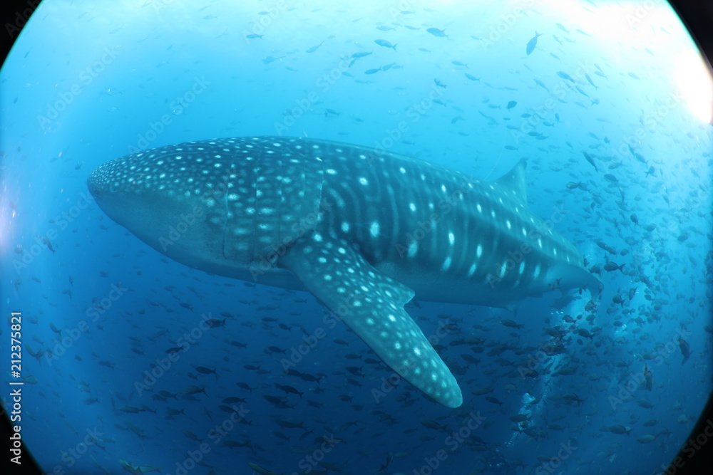 Huge Pregnant Female Whale Shark from Galapagos Islands Huge Pregnant Female Whale Shark from Galapagos Islands