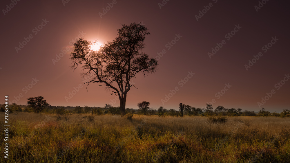 Obraz premium Leadwood tree frams a reddish sunset in the African bush country.