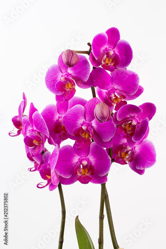 Fototapeta Naklejka Na Ścianę i Meble -  Beauty orchid on a white background.