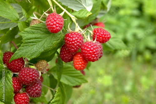 Fényképezés Branch of ripe raspberries in garden