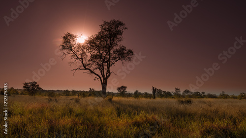 Leadwood tree frams a reddish sunset in the African bush country. 