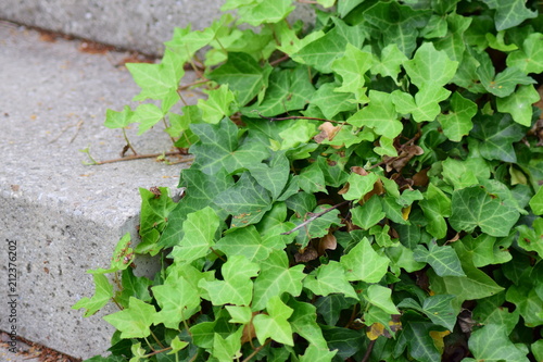 Poison ivy which is growing near stone stairs