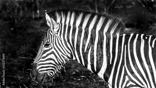 Zebra profile and close up in a burned area of an African game preserve near Kruger park.