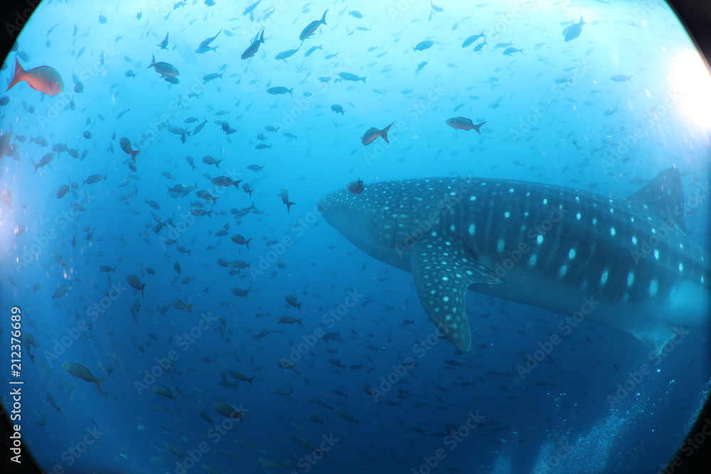Unedited female whale shark from the Galapagos Islands Unedited female whale shark from the Galapagos Islands
