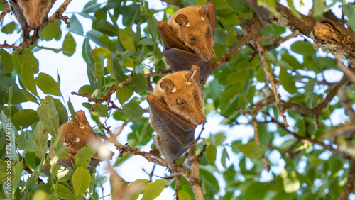 South african fruit bats resting in a tree in daylight.