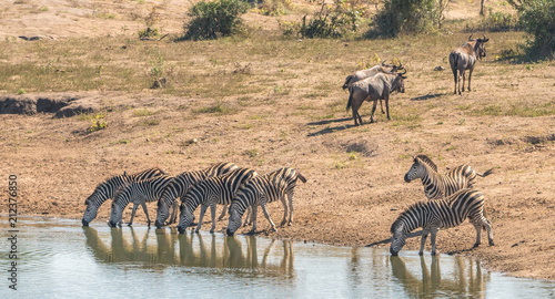 Zebras and wildebeest at a watering hole in south africa near kruger park.