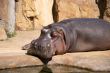 Relaxing hippo