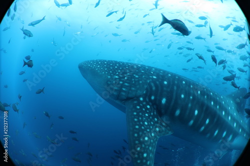 Unedited huge pregnant female whale shark from Darwin Island in the Galapagos Islands while SCUBA diving © Lindsey