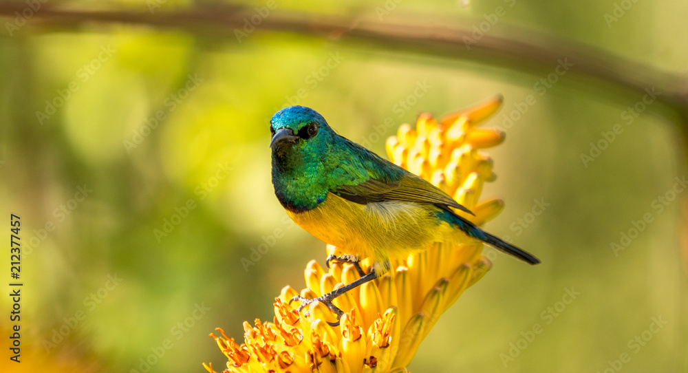 Obraz premium Collard Sunbird on an aloe bloom in South Africa
