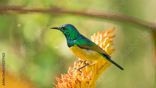 a collard sunbird resting on an aloe plant in Kruger National Park.
