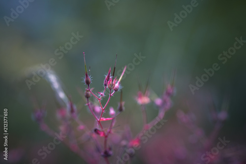 Fototapeta Naklejka Na Ścianę i Meble -  Géranium Herbe à Robert