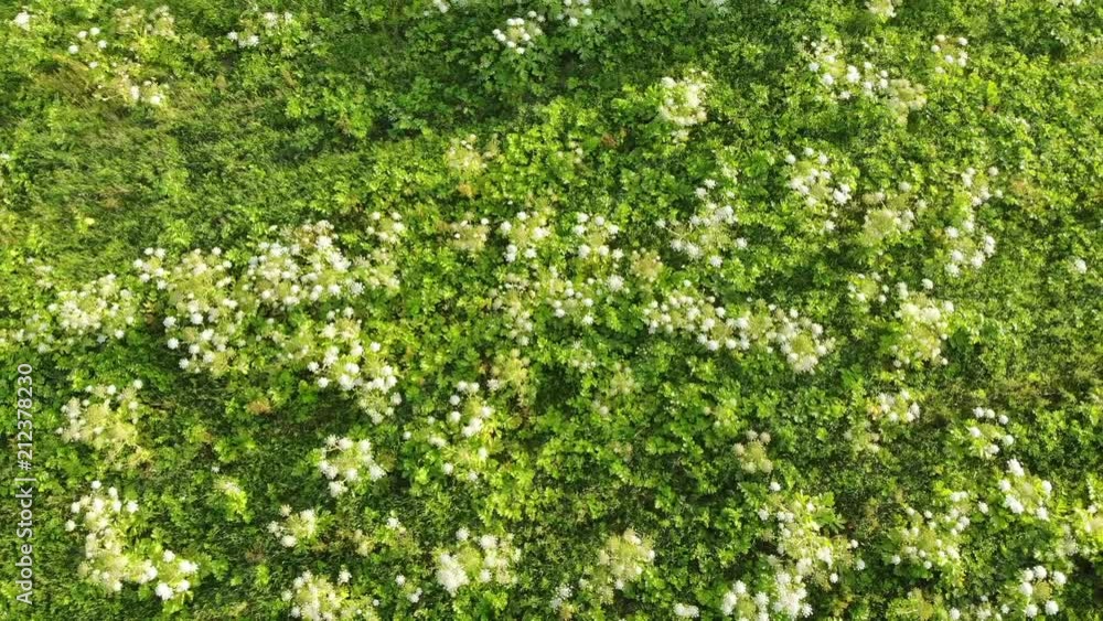 Heracleum, poisonous plant. The sap of it causes phytophotodermatitis in humans, resulting in
