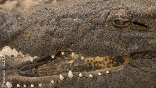 Crocodile in close up with face and teeth